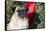 Pug Portrait by Christmas Wreath-Ribbon, Rockford, Illinois, USA-Lynn M^ Stone-Framed Stretched Canvas