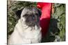 Pug Portrait by Christmas Wreath-Ribbon, Rockford, Illinois, USA-Lynn M^ Stone-Stretched Canvas