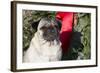Pug Portrait by Christmas Wreath-Ribbon, Rockford, Illinois, USA-Lynn M^ Stone-Framed Photographic Print