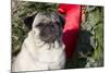 Pug Portrait by Christmas Wreath-Ribbon, Rockford, Illinois, USA-Lynn M^ Stone-Mounted Photographic Print