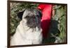 Pug Portrait by Christmas Wreath-Ribbon, Rockford, Illinois, USA-Lynn M^ Stone-Framed Photographic Print