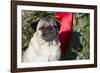 Pug Portrait by Christmas Wreath-Ribbon, Rockford, Illinois, USA-Lynn M^ Stone-Framed Photographic Print