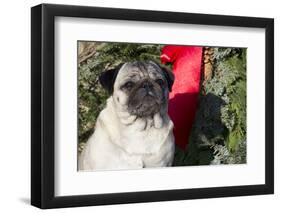 Pug Portrait by Christmas Wreath-Ribbon, Rockford, Illinois, USA-Lynn M^ Stone-Framed Photographic Print