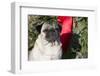 Pug Portrait by Christmas Wreath-Ribbon, Rockford, Illinois, USA-Lynn M^ Stone-Framed Photographic Print