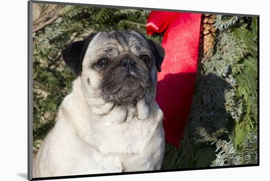 Pug Portrait by Christmas Wreath-Ribbon, Rockford, Illinois, USA-Lynn M^ Stone-Mounted Photographic Print