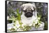 Pug Pup and White Flowers in Silver-Gray Wicker Basket, Santa Ynez, California, USA-Lynn M^ Stone-Framed Stretched Canvas