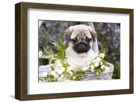 Pug Pup and White Flowers in Silver-Gray Wicker Basket, Santa Ynez, California, USA-Lynn M^ Stone-Framed Photographic Print