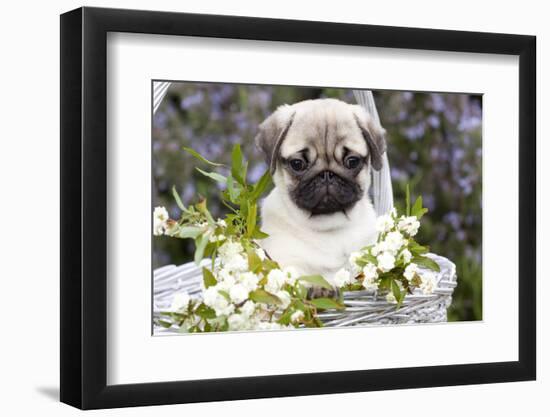 Pug Pup and White Flowers in Silver-Gray Wicker Basket, Santa Ynez, California, USA-Lynn M^ Stone-Framed Photographic Print