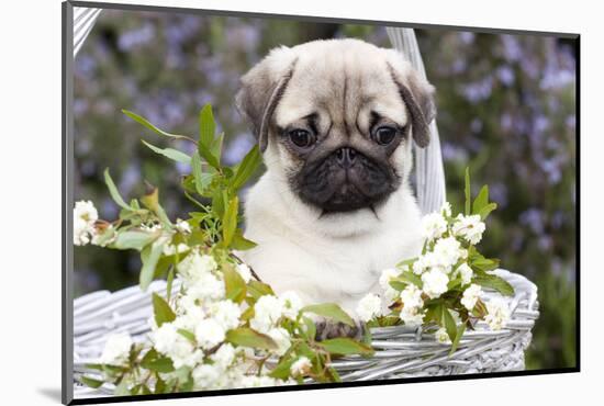 Pug Pup and White Flowers in Silver-Gray Wicker Basket, Santa Ynez, California, USA-Lynn M^ Stone-Mounted Photographic Print