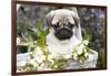 Pug Pup and White Flowers in Silver-Gray Wicker Basket, Santa Ynez, California, USA-Lynn M^ Stone-Framed Photographic Print