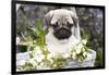 Pug Pup and White Flowers in Silver-Gray Wicker Basket, Santa Ynez, California, USA-Lynn M^ Stone-Framed Photographic Print