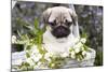 Pug Pup and White Flowers in Silver-Gray Wicker Basket, Santa Ynez, California, USA-Lynn M^ Stone-Mounted Photographic Print