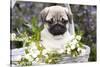 Pug Pup and White Flowers in Silver-Gray Wicker Basket, Santa Ynez, California, USA-Lynn M^ Stone-Stretched Canvas