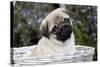 Pug Pup in Silver-Gray Wicker Basket, Santa Ynez, California, USA-Lynn M^ Stone-Stretched Canvas