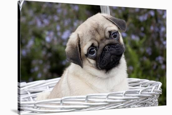 Pug Pup in Silver-Gray Wicker Basket, Santa Ynez, California, USA-Lynn M^ Stone-Stretched Canvas