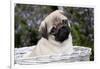 Pug Pup in Silver-Gray Wicker Basket, Santa Ynez, California, USA-Lynn M^ Stone-Framed Photographic Print