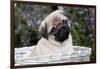 Pug Pup in Silver-Gray Wicker Basket, Santa Ynez, California, USA-Lynn M^ Stone-Framed Photographic Print