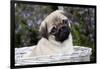 Pug Pup in Silver-Gray Wicker Basket, Santa Ynez, California, USA-Lynn M^ Stone-Framed Photographic Print