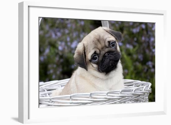 Pug Pup in Silver-Gray Wicker Basket, Santa Ynez, California, USA-Lynn M^ Stone-Framed Photographic Print