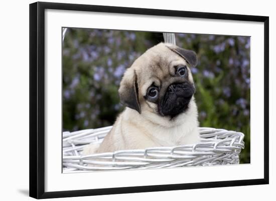 Pug Pup in Silver-Gray Wicker Basket, Santa Ynez, California, USA-Lynn M^ Stone-Framed Photographic Print