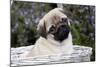 Pug Pup in Silver-Gray Wicker Basket, Santa Ynez, California, USA-Lynn M^ Stone-Mounted Photographic Print