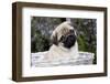 Pug Pup in Silver-Gray Wicker Basket, Santa Ynez, California, USA-Lynn M^ Stone-Framed Photographic Print