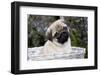 Pug Pup in Silver-Gray Wicker Basket, Santa Ynez, California, USA-Lynn M^ Stone-Framed Photographic Print