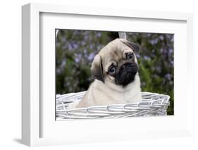 Pug Pup in Silver-Gray Wicker Basket, Santa Ynez, California, USA-Lynn M^ Stone-Framed Photographic Print