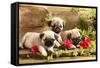 Pug Puppies And Flowers In Retro Backgraun-Lilun-Framed Stretched Canvas