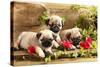 Pug Puppies And Flowers In Retro Backgraun-Lilun-Stretched Canvas