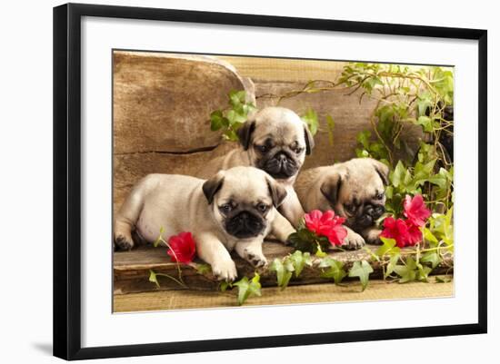 Pug Puppies And Flowers In Retro Backgraun-Lilun-Framed Photographic Print