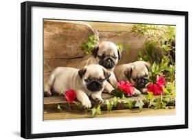 Pug Puppies And Flowers In Retro Backgraun-Lilun-Framed Photographic Print