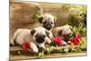 Pug Puppies And Flowers In Retro Backgraun-Lilun-Mounted Photographic Print