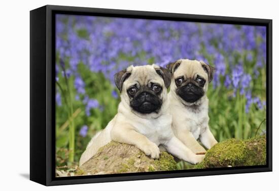 Pug Puppies Standing Together in Bluebells-null-Framed Stretched Canvas