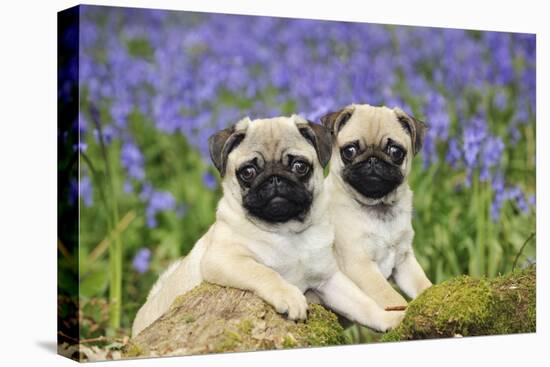 Pug Puppies Standing Together in Bluebells-null-Stretched Canvas