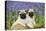 Pug Puppies Standing Together in Bluebells-null-Stretched Canvas