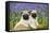 Pug Puppies Standing Together in Bluebells-null-Framed Stretched Canvas