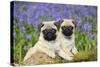 Pug Puppies Standing Together in Bluebells-null-Stretched Canvas