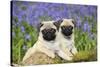 Pug Puppies Standing Together in Bluebells-null-Stretched Canvas