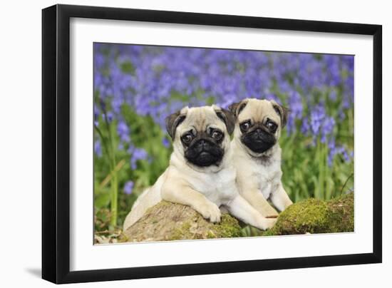 Pug Puppies Standing Together in Bluebells-null-Framed Premium Photographic Print