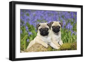 Pug Puppies Standing Together in Bluebells-null-Framed Premium Photographic Print