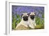 Pug Puppies Standing Together in Bluebells-null-Framed Premium Photographic Print