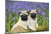 Pug Puppies Standing Together in Bluebells-null-Mounted Premium Photographic Print