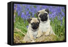 Pug Puppies Standing Together in Bluebells-null-Framed Stretched Canvas
