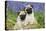 Pug Puppies Standing Together in Bluebells-null-Stretched Canvas