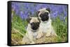 Pug Puppies Standing Together in Bluebells-null-Framed Stretched Canvas