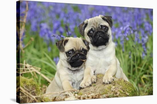 Pug Puppies Standing Together in Bluebells-null-Stretched Canvas