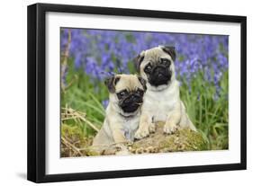 Pug Puppies Standing Together in Bluebells-null-Framed Premium Photographic Print