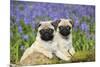 Pug Puppies Standing Together in Bluebells-null-Mounted Photographic Print