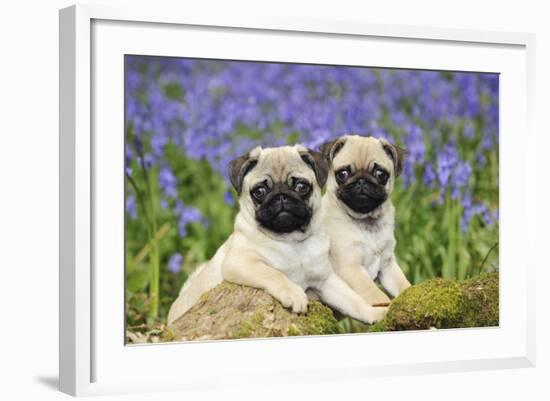 Pug Puppies Standing Together in Bluebells-null-Framed Photographic Print